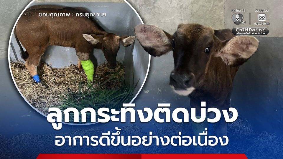 ลูกกระทิงติดบ่วง อาการดีขึ้นอย่างต่อเนื่องและน่าพอใจ