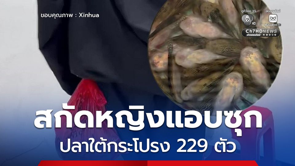 ศุลกากรเซินเจิ้นตาไว สกัดหญิงแอบซุกปลาเป็น ๆ ใต้กระโปรง 229 ตัว