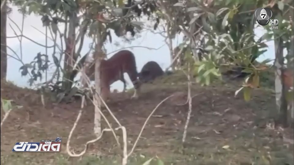 อช.ทับลาน ชี้เสือโคร่งโผล่ เหตุถูกยึดถิ่น