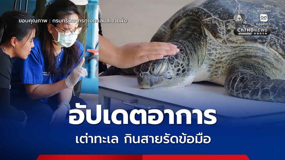 กรมทะเล อัปเดตอาการเต่าทะเลกินสายรัดข้อมือ คาดขับออกเองภายใน 30–40 วัน