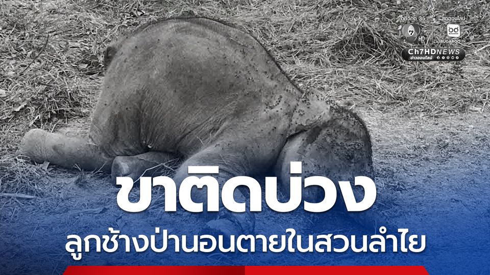 ขาติดบ่วง ลูกช้างป่าล้มในสวนลำไย