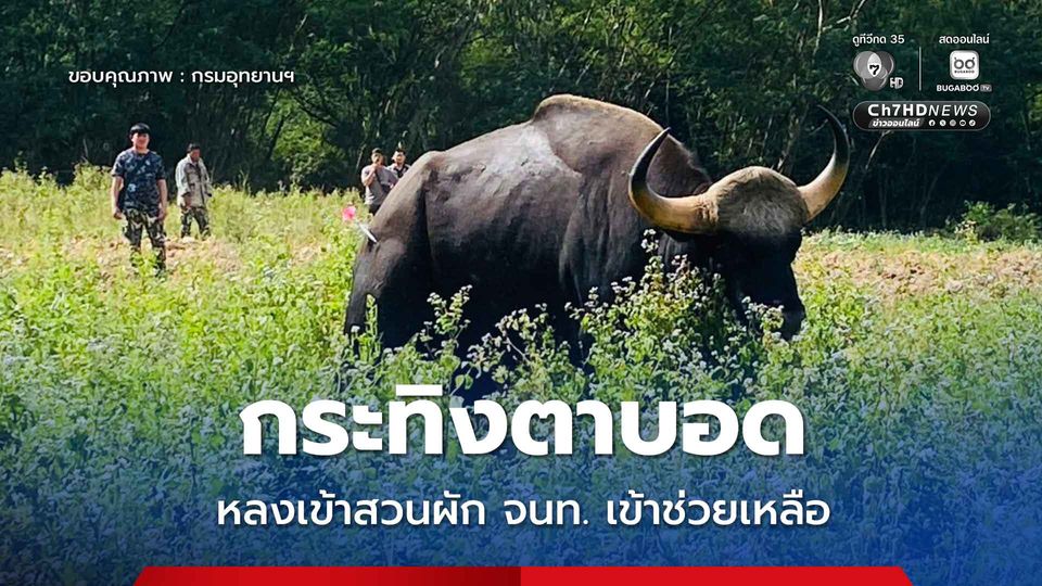 กระทิงตาบอดตัวใหม่ หลงเข้าสวนผัก เจ้าหน้าที่เขาใหญ่ระดมทีมช่วยเหลือและสลับพื้นที่ดูแลกับ "เจ้าแก่งดินสอ" 