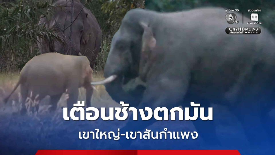 อย่าเข้าใกล้ เตือนช้างป่าตกมัน อุทยานแห่งชาติเขาใหญ่-เขาสันกำแพง