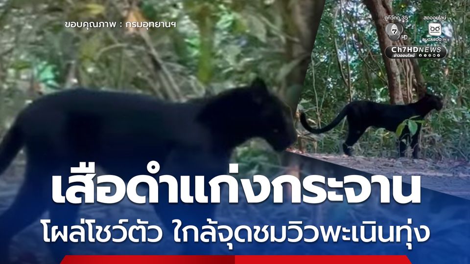 เสือดำแก่งกระจานโผล่โชว์ตัว ใกล้จุดชมวิวพะเนินทุ่ง สะท้อนความสมบูรณ์ของผืนป่า