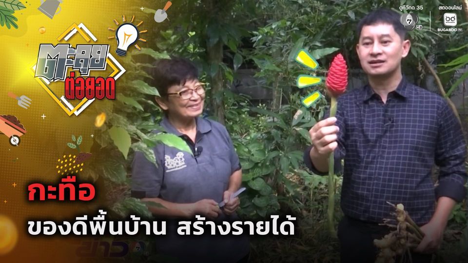 ตะลุยต่อยอด : กะทือ ของดีพื้นบ้าน สร้างรายได้