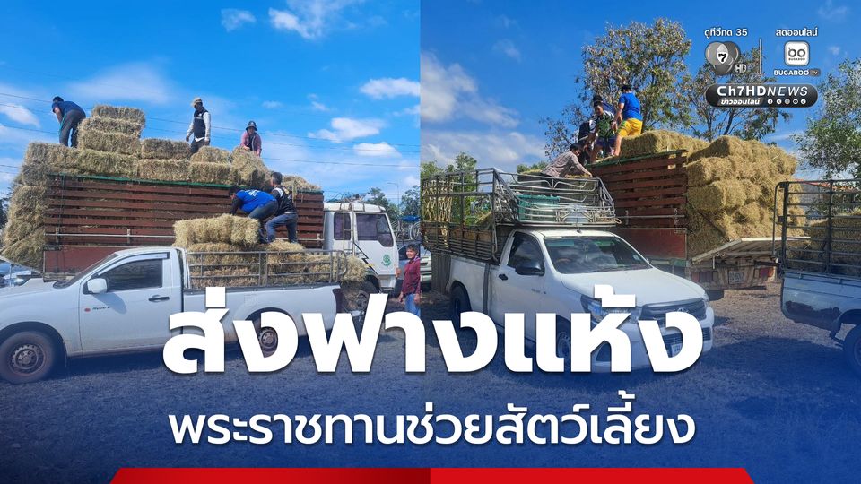 ปศุสัตว์สระแก้ว ส่งฟางแห้งพระราชทานช่วยสัตว์เลี้ยง ที่ได้รับผลกระทบในพื้นที่ชายแดนสระแก้ว