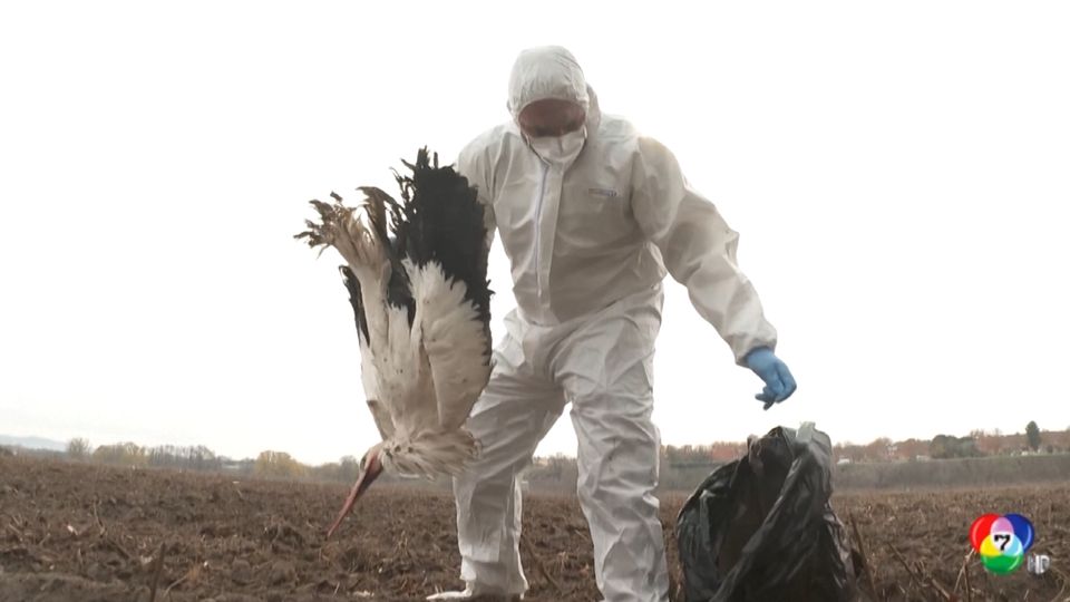 สเปนเร่งเก็บซากสัตว์ตาย หลังไข้หวัดนกระบาดหนัก