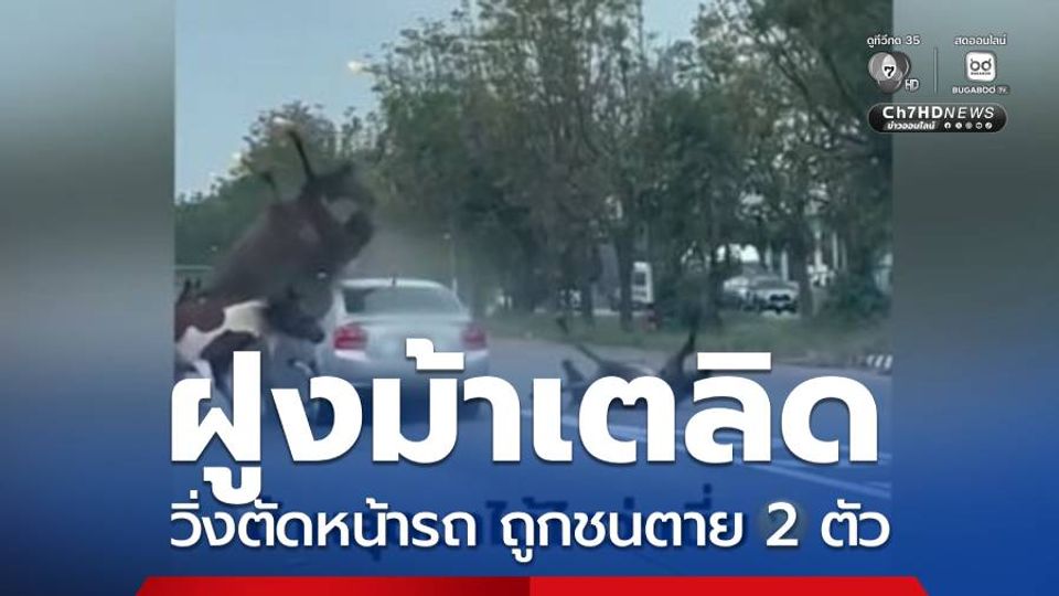 ฝูงม้าเตลิดวิ่งตัดหน้ารถ ถูกชนตาย 2 ตัว