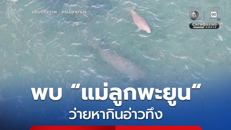 พบ แม่ลูกพะยูน ว่ายหากินอ่าวทึง ในเขตอุทยานแห่งชาติหาดนพรัตน์ธารา-หมู่เกาะพีพี สุขภาพสมบูรณ์ เร่งวางทุ่นชะลอเรือป้องกันอุบัติเหตุ
