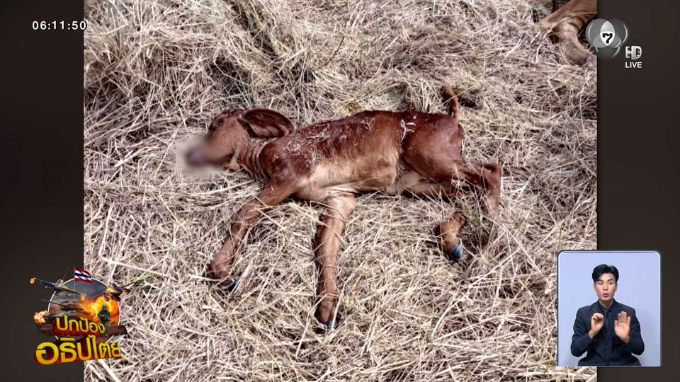 เสียงปืน ทำวัวช็อกตาย จ.บุรีรัมย์