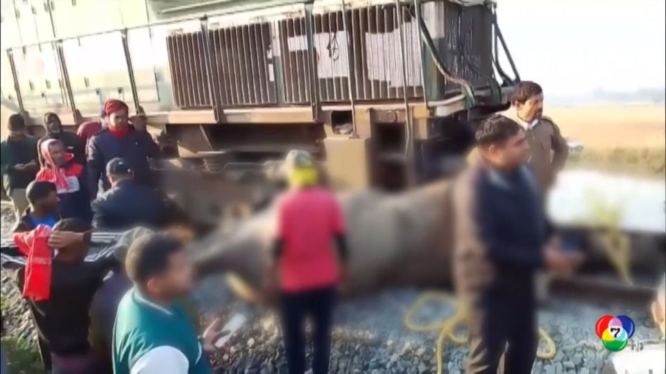 ช้างป่า 7 ตัว ถูกรถไฟชนตายที่อินเดีย