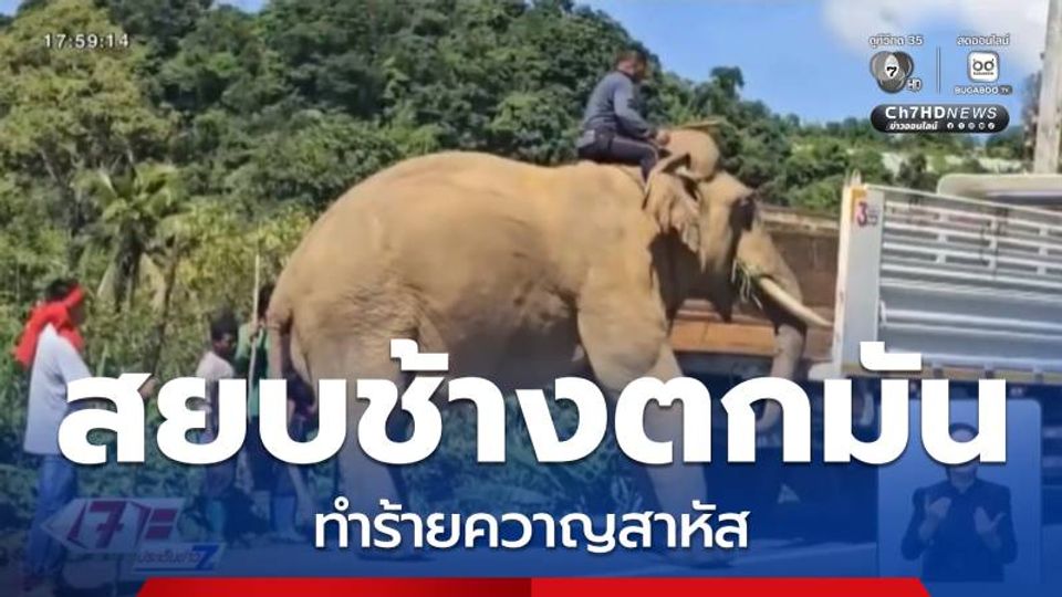 สยบช้างตกมัน ทำร้ายควาญสาหัส จ.นครศรีธรรมราช