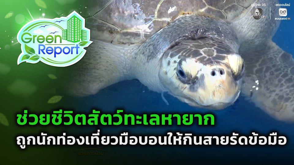 Green Report : ช่วยชีวิตสัตว์ทะเลหายาก