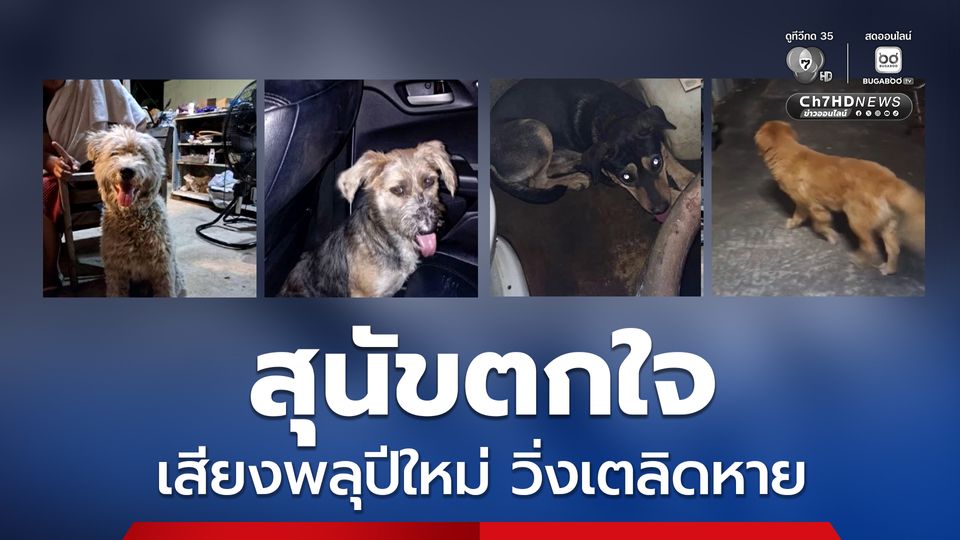 สุนัขตกใจเสียงพลุปีใหม่ วิ่งเตลิดหายออกจากบ้านเพียบ