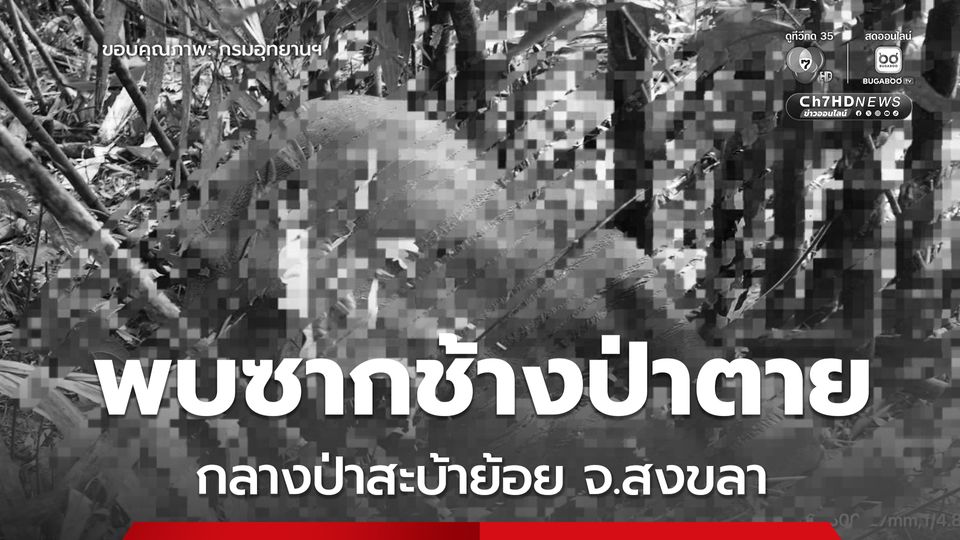 เจ้าหน้าที่ อช.สันกาลาคีรี เข้าตรวจสอบ “ซากช้างป่า” ตาย ในป่าสะบ้าย้อย ประสานทีมสัตวแพทย์พิสูจน์สาเหตุอย่างละเอียด