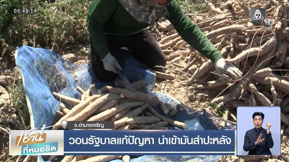 วอนรัฐบาลแก้ปัญหา นำเข้ามันสำปะหลัง