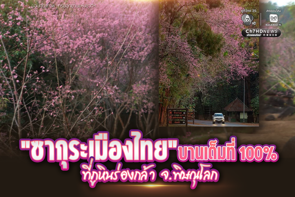 “ซากุระเมืองไทย” บานเต็มที่ 100% ที่ภูหินร่องกล้า จ.พิษณุโลก