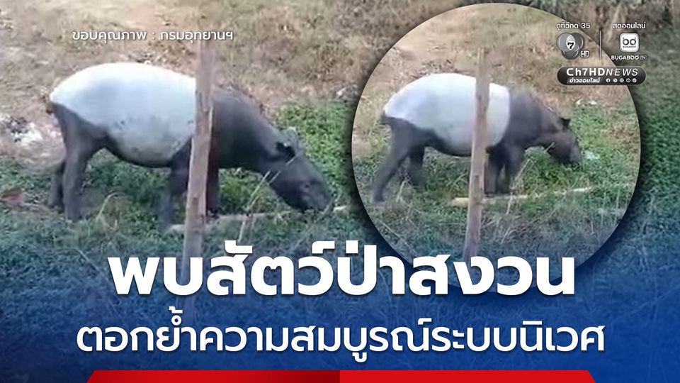 ขสป.คลองแสง เผยภาพความสำเร็จ พบสัตว์ป่าสงวนปรากฏตัวหน้าหน่วยฯ ตอกย้ำความสมบูรณ์ระบบนิเวศสุราษฎร์ธานี