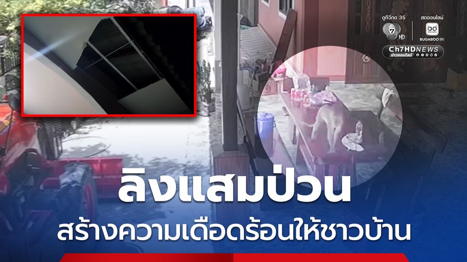 ชาวบ้านสุดทน ลิงแสมป่วน เก็บหมดผลไม้ ที่ชาวบ้านปลูกบริเวณบ้าน ทำฝ้าเพดาน หลังคาบ้านพังเสียหายสร้างความเดือดร้อน