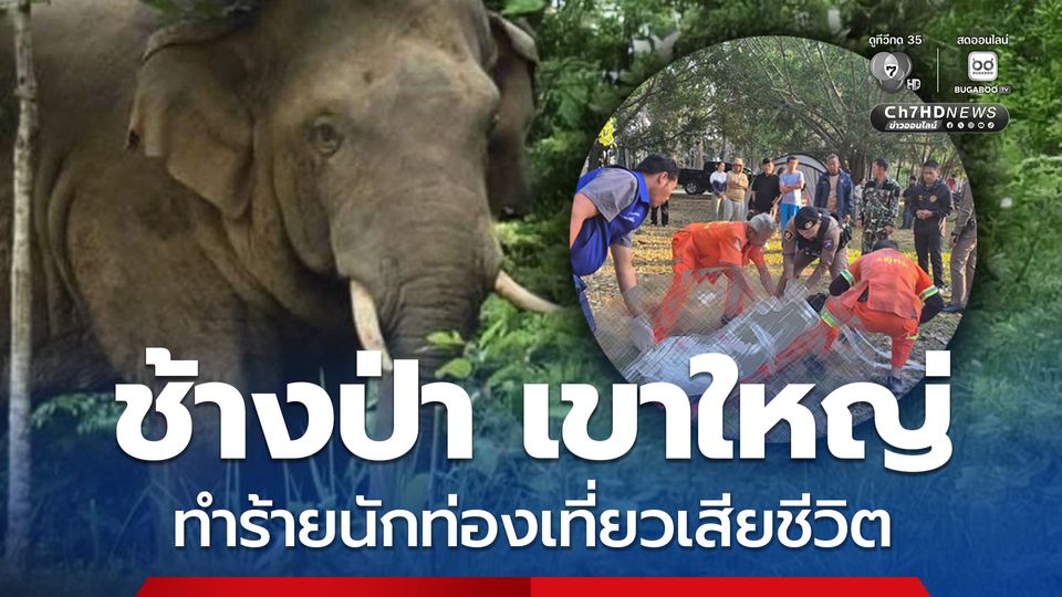 เกิดเหตุช้างป่าเขาใหญ่ตกมันทำร้ายนักท่องเที่ยวเสียชีวิต