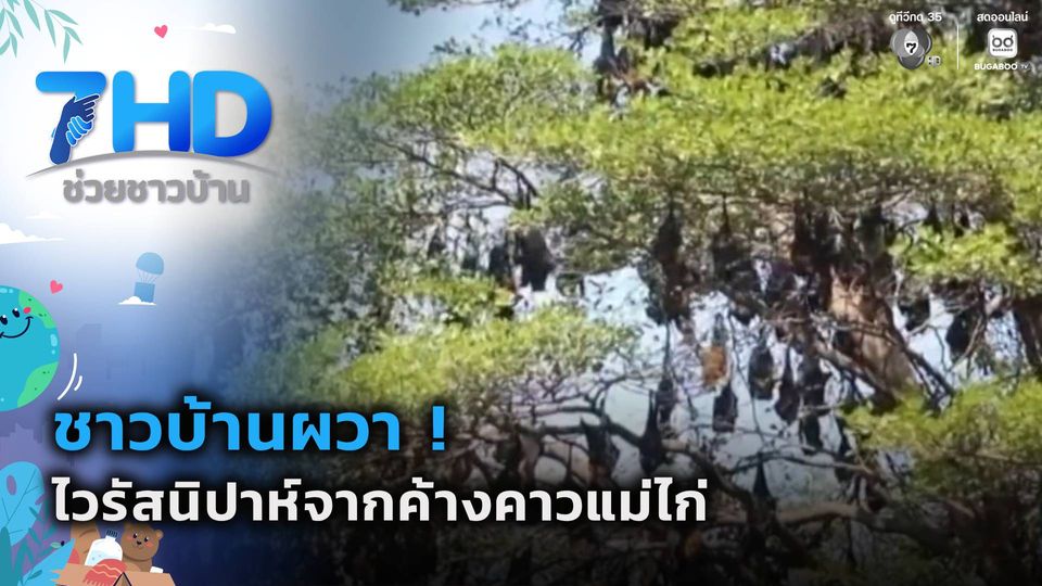 ชาวบ้านผวา ! ไวรัสนิปาห์จากค้างคาวแม่ไก่