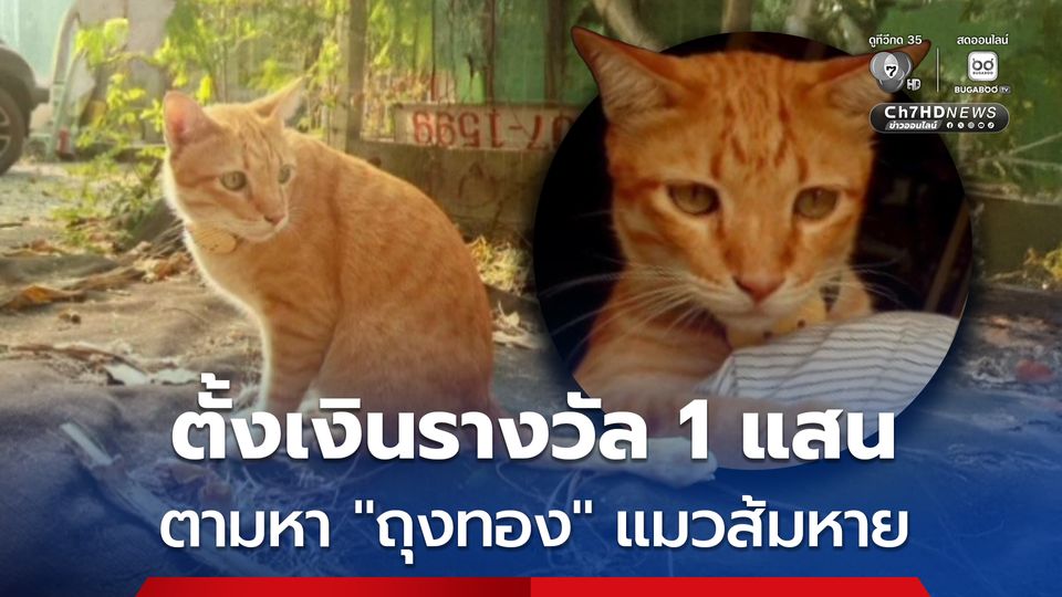 ตามหา ถุงทอง แมวส้มหายจากบ้าน เจ้าของตั้งเงินรางวัลตามหา 1 แสนบาท