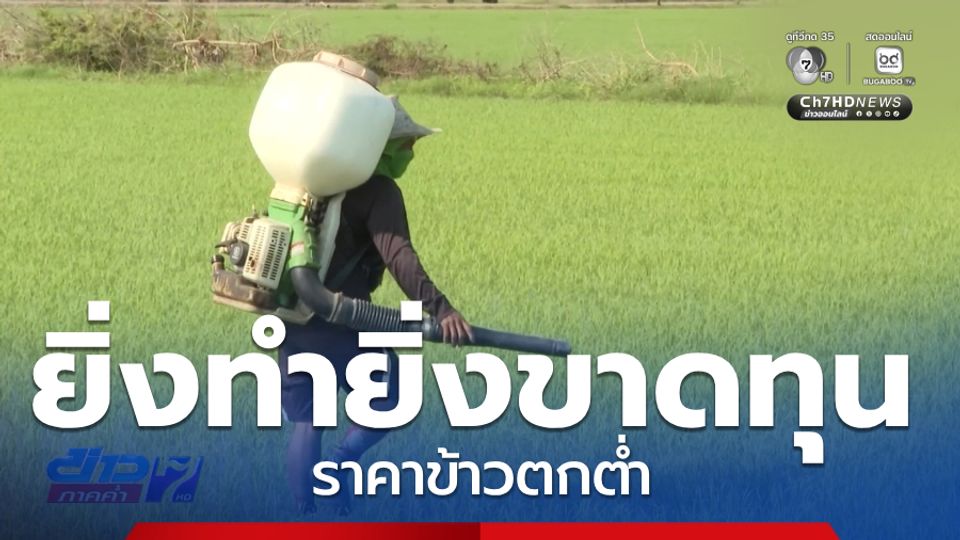 ทุกข์ชาวนา ราคาข้าวตกต่ำกว่าต้นทุนการผลิต