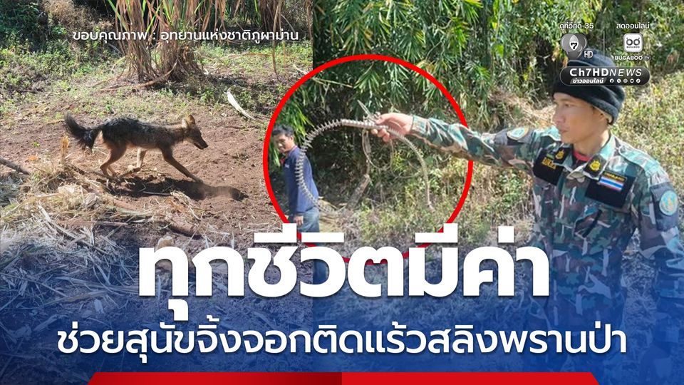 ทุกชีวิตมีค่า ช่วยสุนัขจิ้งจอกติดแร้วสลิงพรานป่า