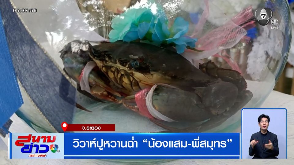 วิวาห์ปูหวานฉ่ำ "น้องแสม-พี่สมุทร" จัดเต็มขบวนแห่ขันหมาก