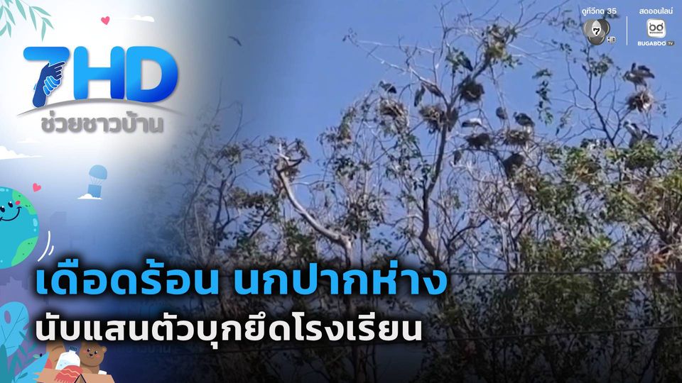 เดือดร้อน นกปากห่าง นับแสนตัวบุกยึดโรงเรียน