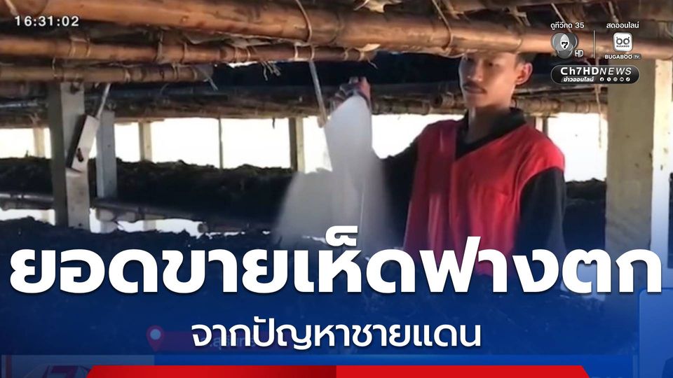 ยอดขายเห็ดฟางตก จากปัญหาชายแดน