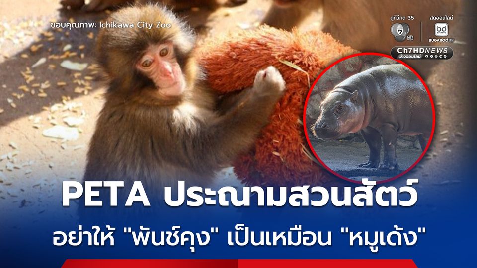 PETA เรียกร้องอย่าให้ “พันช์คุง” กลายเป็น “หมูเด้ง” ตัวใหม่ ลั่นชื่อเสียงบนโลกออนไลน์ไม่เป็นผลดีต่อสัตว์ที่ถูกกักขัง