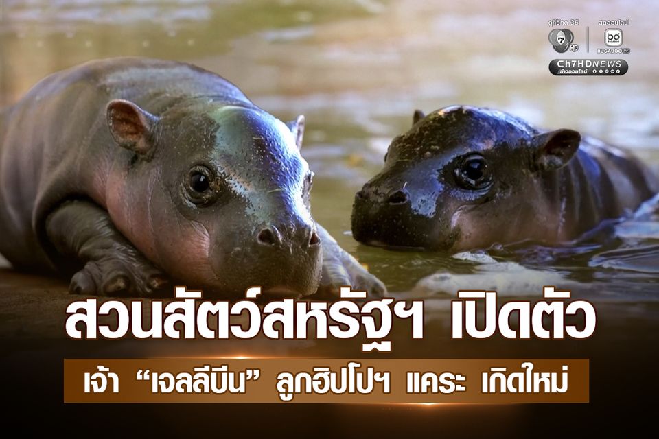 ขวัญใจโลกโซเชียลฯ ตัวใหม่ ! สวนสัตว์สหรัฐฯ เปิดตัว เจ้า “เจลลีบีน” ลูกฮิปโปฯ แคระ เกิดใหม่