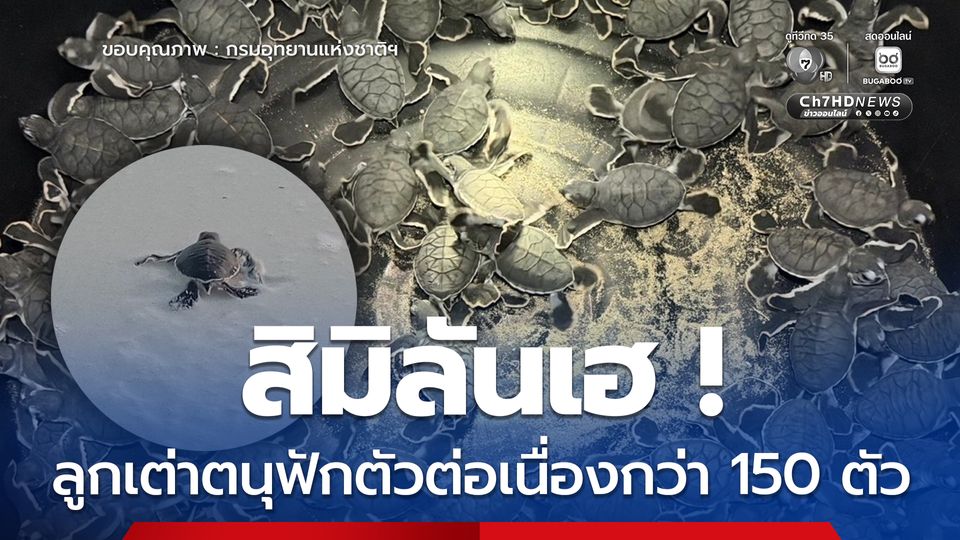 สิมิลันเฮ ลูกเต่าตนุฟักตัวต่อเนื่องกว่า 150 ตัว