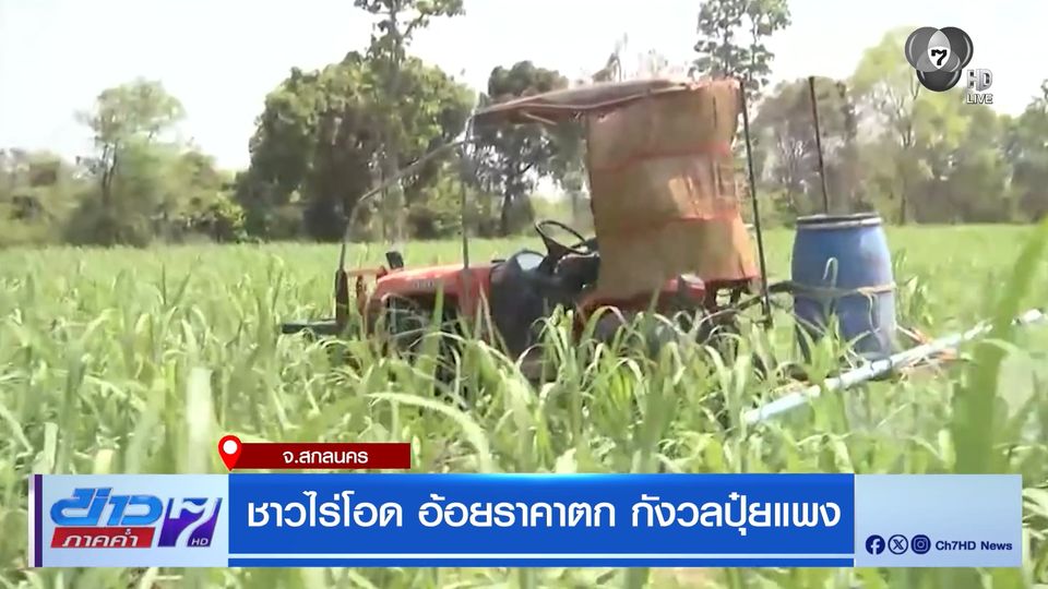 ชาวไร่โอด อ้อยราคาตก กังวลปุ๋ยแพง