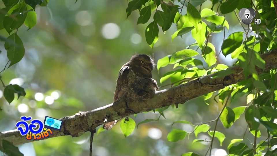 พาส่อง นกปากกบพันธุ์ชวา