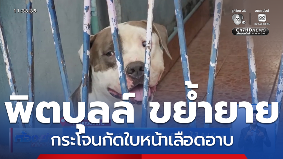ยาย อายุ 70 ปี ถูก พิตบุลล์ ขย้ำไม่ปล่อย
