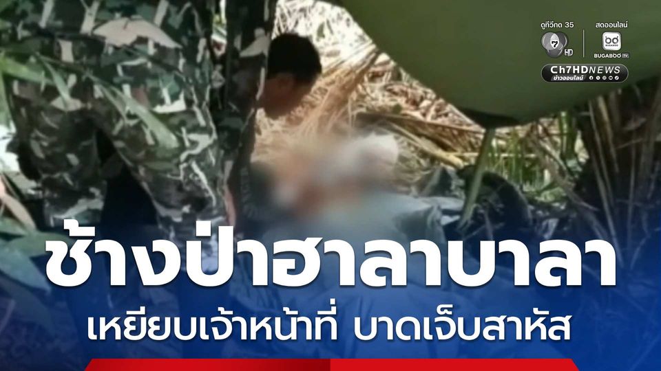 ช้างป่าเหยียบเจ้าหน้าที่ บาดเจ็บสาหัส จ.นราธิวาส