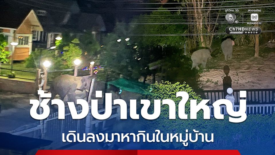 ช้างป่าเขาใหญ่โขลงใหญ่กว่า 30 ตัว เดินลงมาหากินในหมู่บ้าน