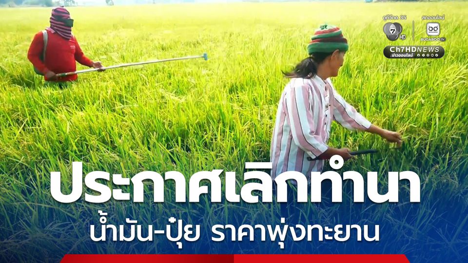 ชาวนาน้ำตาซึม ประกาศเลิกทำนา เพราะรับภาระราคาน้ำมัน-ปุ๋ย ไม่ไหว