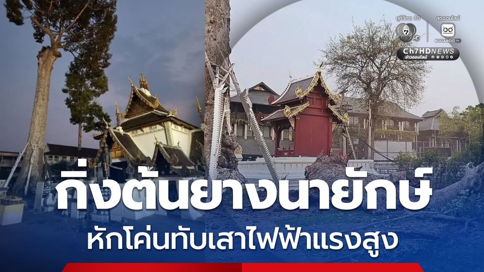 กิ่งไม้ขนาดใหญ่ของต้นยางนายักษ์ ไม้หมายเมืองเก่าแก่คู่เมืองเชียงใหม่ หักโค่นทับเสาไฟฟ้าแรงสูง