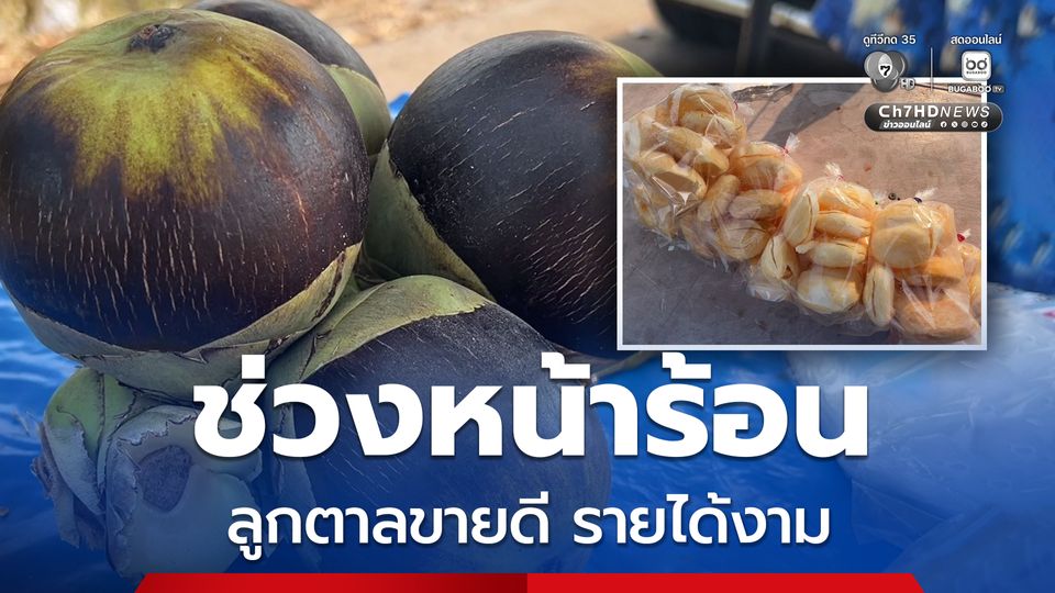 ช่วงหน้าร้อน ต้นตาลจะออกลูกเต็มต้น ชาวบ้านปีนเก็บออกเฉาะขายริมทาง สร้างรายได้เสริม