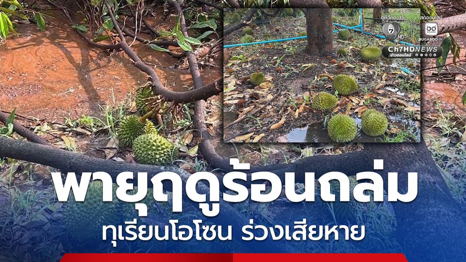 พายุฤดูร้อนถล่ม 2 อำเภอ เจ้าของสวนทุเรียนน้ำตาร่วง ทุเรียนโอโซนร่วงเสียหาย