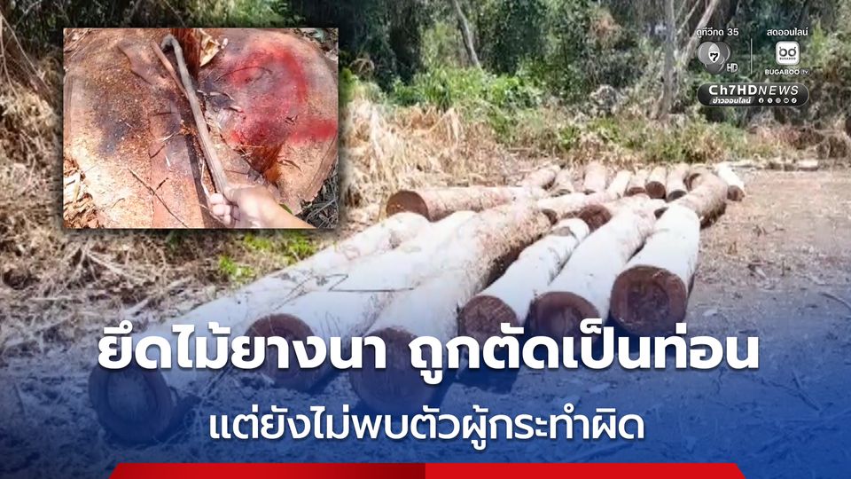 เจ้าหน้าที่บุกตรวจยึดไม้ยางนา ถูกตัดเป็นท่อน จำนวน 76 ท่อน กลางป่าภูเขียว จ.ชัยภูมิ