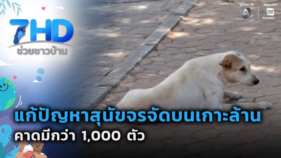 เรื่องใหญ่ต้องขยาย : แก้ปัญหาสุนัขจรจัดบนเกาะล้าน