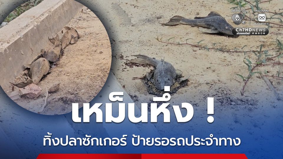 คนหาปลาทิ้งปลาซักเกอร์ริมทางบริเวณป้ายรอรถประจำทาง ส่งกลิ่นเหม็นหึ่ง