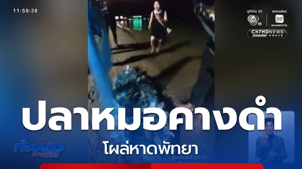 ปลาหมอคางดำ โผล่หาดพัทยา