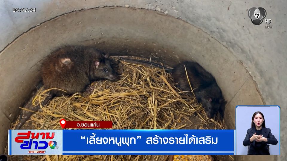 หนุ่มขอนแก่น "เลี้ยงหนูพุก" สร้างรายได้เสริม หลักหมื่นบาทต่อเดือน