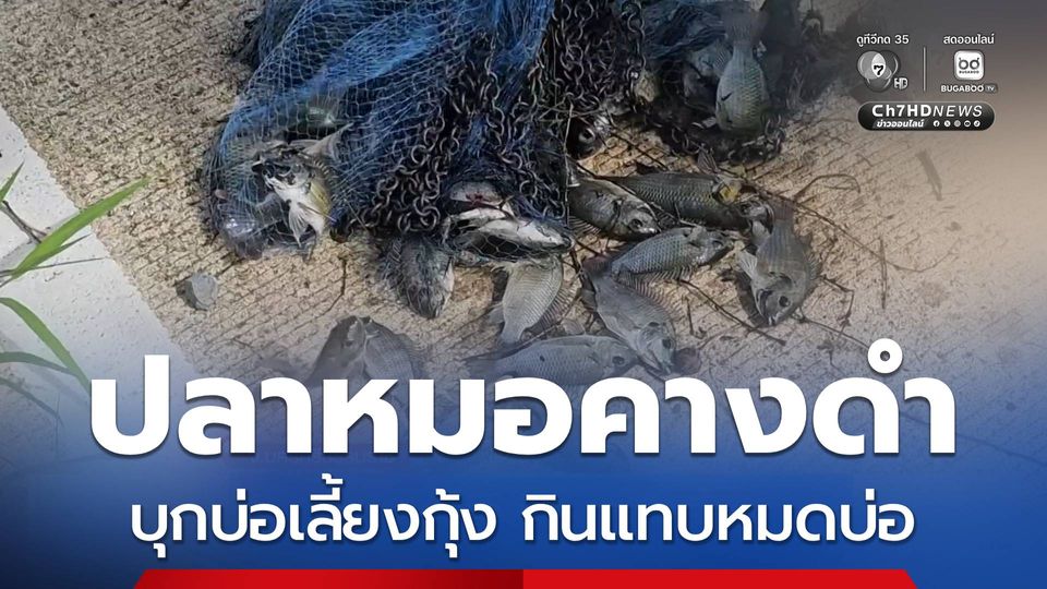 “ปลาหมอคางดำ” บุกบ่อเลี้ยงกุ้ง จ.นครศรีธรรมราช