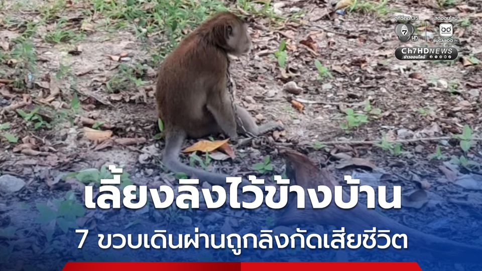 เลี้ยงลิง ล่ามไว้ที่ต้นไม้ข้างบ้าน ขณะที่หลานชายวัย 7 ขวบเดินผ่าน ถูกลิงกัดเสียชีวิต